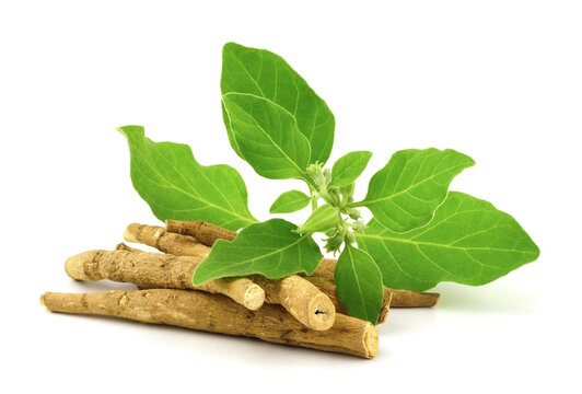 ashwagandha roślina